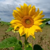 2108F 105 Kiel-Minden